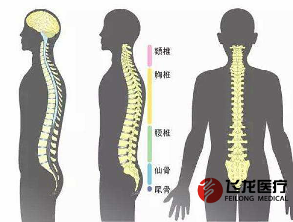 每天沒精神，很可能是脊柱出了問題